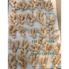 Supply Good Quality Air Dry Ginger